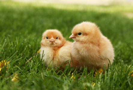 Ep. 139 Preparing for Chicks Image